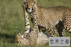 【图】猎豹是一种十分凶猛的动物 你知道猎豹的速度是