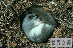 【图】冬眠的动物有哪些呢 它们是怎样冬眠的呢
