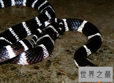 【图】银环蛇图片漂亮的表面下有凶残的兽性