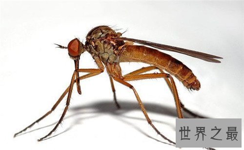 【图】世界上最大的蚊子是哪种 不只不吸血还吃幼虫