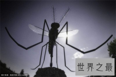 【图】世界上最大的蚊子有多大 他可不会损伤人类