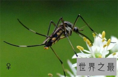 【图】世界上最大的蚊子有多大 他可不会损伤人类
