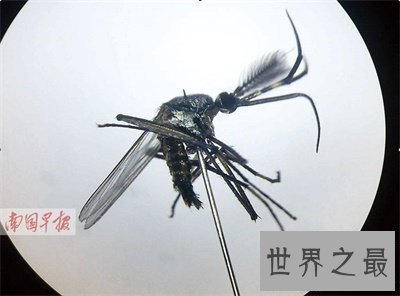【图】世界上最大的蚊子有多大 他可不会损伤人类