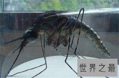 【图】世界上最大的蚊子有多大 他可不会损伤人类