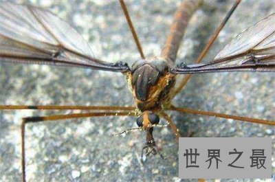 【图】世界上最大的蚊子有多大 他可不会损伤人类