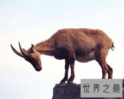 【图】灭绝动物这么多 当前不要轻易捕杀动物了