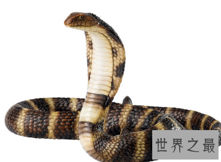 【图】毒蛇图片外出必备知识见到它们肯定要小心