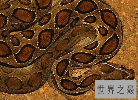 【图】毒蛇图片外出必备知识见到它们肯定要小心