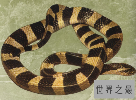【图】毒蛇图片外出必备知识见到它们肯定要小心