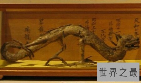 【图】被称为人鱼的洞螈真的与龙有重要的关系吗