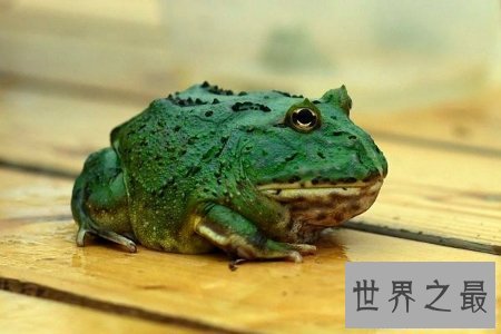 【图】角蛙饲养环境是怎么的呢 这种蛙还被称为宠物蛙