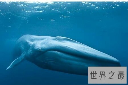 【图】动物也是有大小之分的 世界上最大的动物达到难