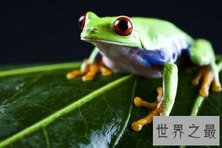 【图】树蛙是蛙科类的一种 它应该被大家保护