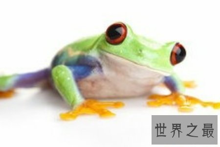 【图】树蛙是蛙科类的一种 它应该被大家保护
