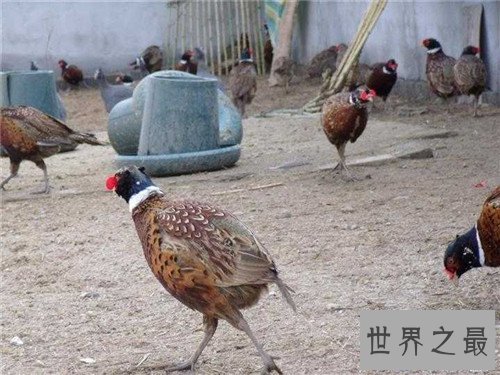 【图】野山鸡养殖应该怎么做 野山鸡的营养价值引见
