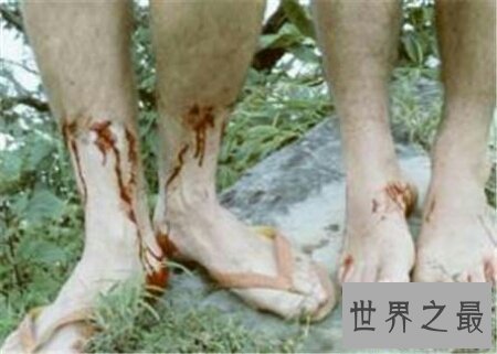【图】暴君水蛭真的能杀死人吗 它到底有如许凶猛