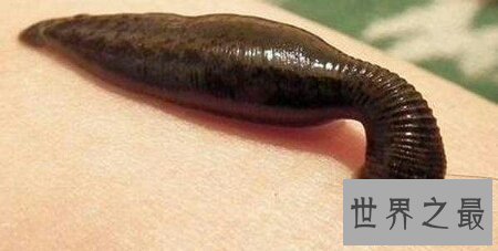 【图】暴君水蛭真的能杀死人吗 它到底有如许凶猛