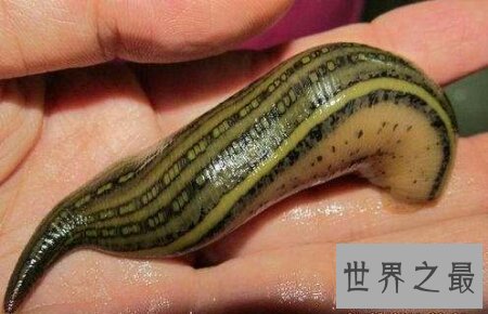 【图】暴君水蛭真的能杀死人吗 它到底有如许凶猛