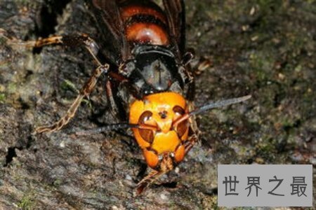 【图】中国大虎头蜂是世界上五大毒蜂之一 毒性十分强