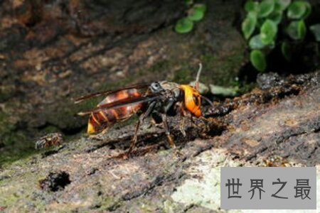 【图】中国大虎头蜂是世界上五大毒蜂之一 毒性十分强