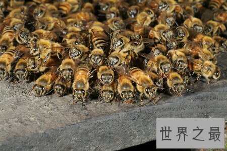 【图】中国大虎头蜂是世界上五大毒蜂之一 毒性十分强