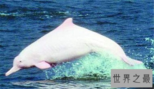 【图】白鳍豚灭绝了吗 可谓世界上第一个被人类毁灭的