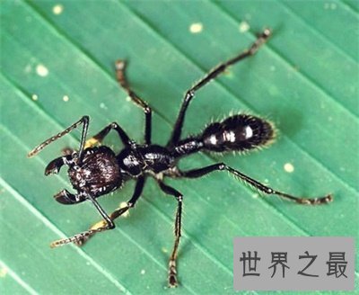 【图】子弹蚁杀伤力竟然这么强 出去看看长啥样当前躲