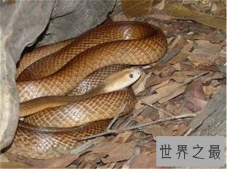 【图】世界上最毒的蛇 见到它可要小心点