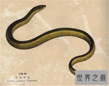 【图】世界上最毒的蛇 见到它可要小心点