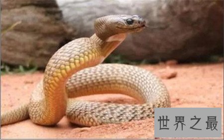【图】世界上最毒的蛇 见到它可要小心点