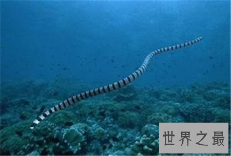 【图】世界上最毒的蛇 见到它可要小心点