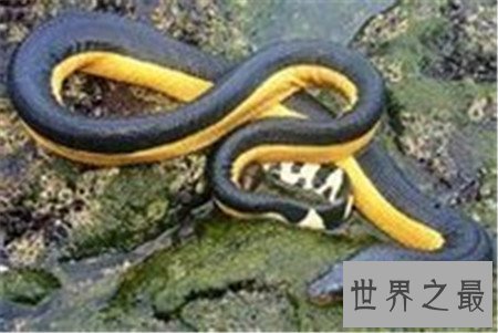 【图】世界上最毒的蛇 见到它可要小心点