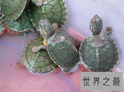 【图】巴西龟寿命竟然这么短 对不起乌龟长寿的名号