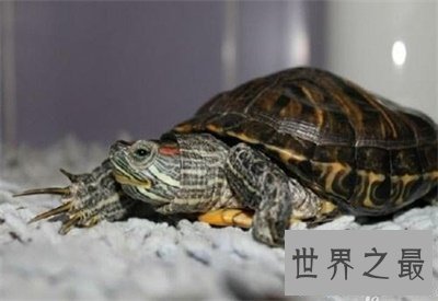 【图】巴西龟寿命竟然这么短 对不起乌龟长寿的名号