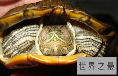 【图】巴西龟寿命竟然这么短 对不起乌龟长寿的名号