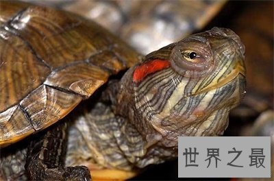 【图】巴西龟寿命竟然这么短 对不起乌龟长寿的名号