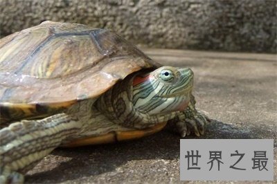 【图】巴西龟寿命竟然这么短 对不起乌龟长寿的名号