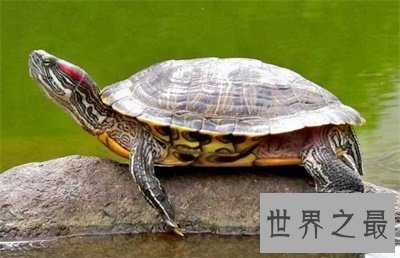 【图】巴西龟寿命竟然这么短 对不起乌龟长寿的名号