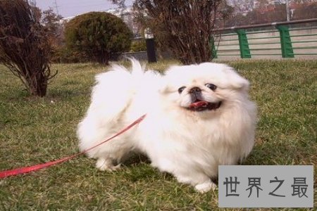 【图】你知道宠物狗排名吗 哪个是你的菜