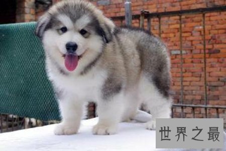 【图】你知道宠物狗排名吗 哪个是你的菜