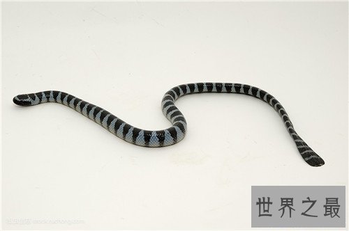 【图】海蛇有毒吗 其成为世界上十大最毒的蛇
