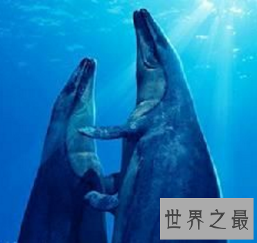 【图】龙王鲸帝王般的存在 却早已成为一堆毫有意义的