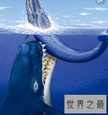 【图】龙王鲸帝王般的存在 却早已成为一堆毫有意义的