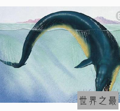 【图】龙王鲸帝王般的存在 却早已成为一堆毫有意义的