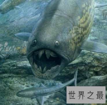 【图】龙王鲸帝王般的存在 却早已成为一堆毫有意义的