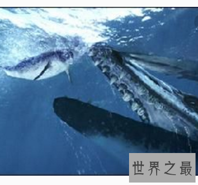 【图】龙王鲸帝王般的存在 却早已成为一堆毫有意义的