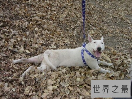 【图】斗牛梗 一个十分像孙红雷的狗狗