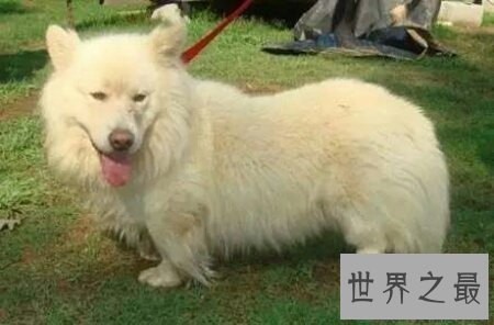 【图】斗牛梗 一个十分像孙红雷的狗狗