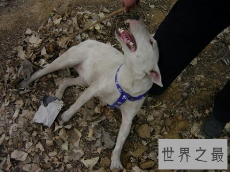 【图】斗牛梗 一个十分像孙红雷的狗狗