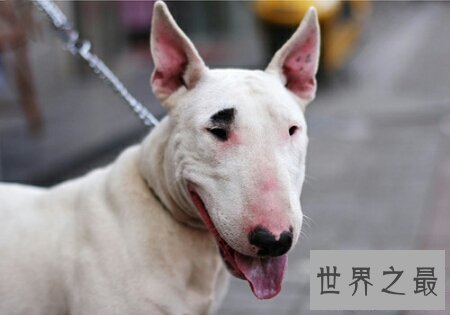 【图】斗牛梗 一个十分像孙红雷的狗狗